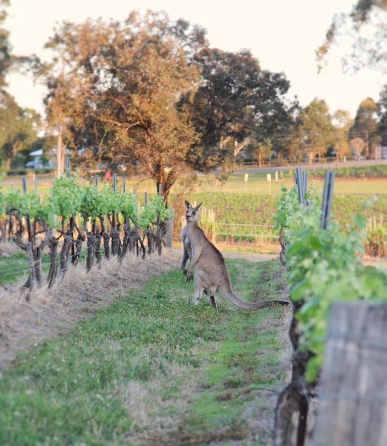Blueberry Hill Vineyard Stay 罗斯伯里 外观 照片